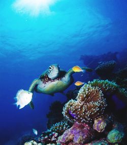 Side view of turtle swimming in sea