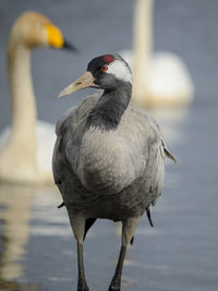 Common crane - grus grus at lake hornborga