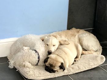 High angle view of dog sleeping