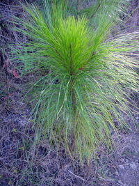 High angle view of succulent plant on field