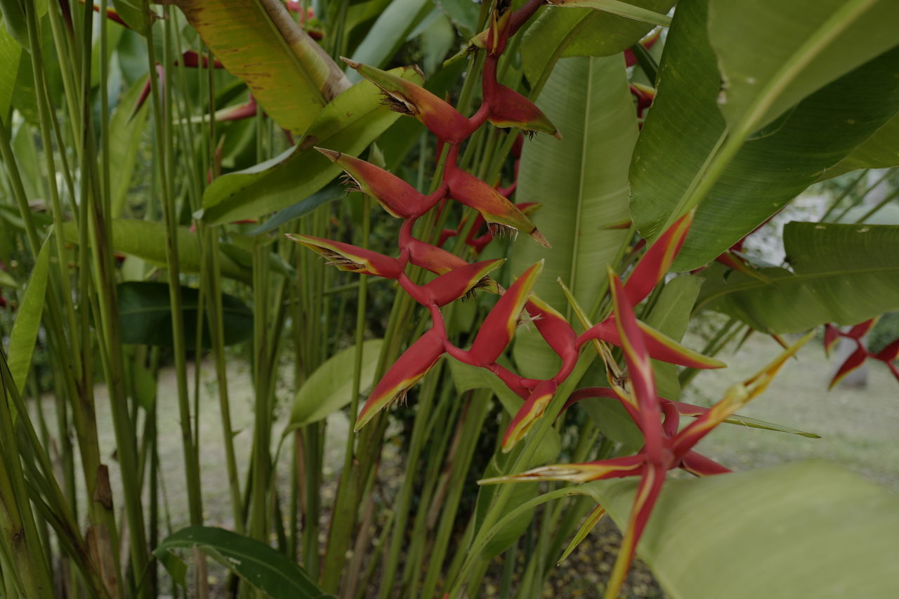 CLOSE-UP OF RED FLOWERING PLANTS