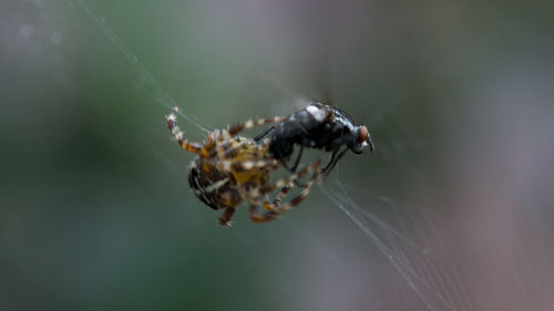 Close-up of spider on web