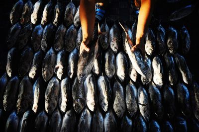 Cropped hands selling fish at market