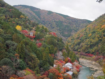 High angle view of trees in forest against sky