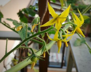 Close-up of yellow flower