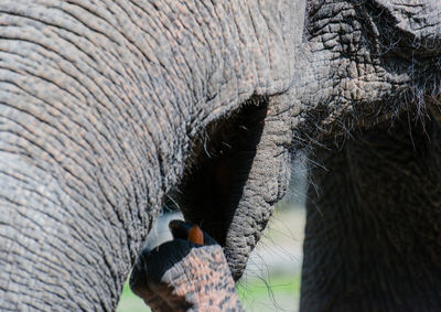 Close-up of elephant grazing