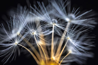 Close-up of dandelion against black background