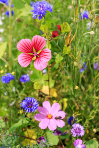 Close-up of cosmos flowers blooming on field