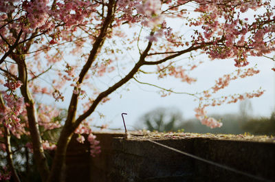 Cherry blossom tree against sky