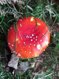 Close-up of fly agaric mushroom on field