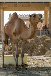 Dromedaries in the desert