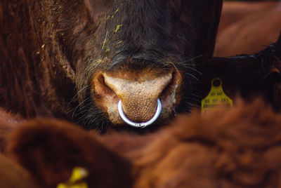 Close-up of a horse