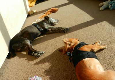 Low section of dog lying on floor