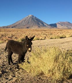 View of a donkey in the desert