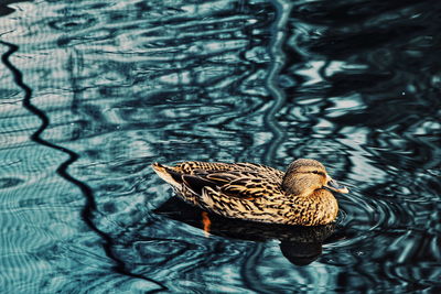 High angle view of bird swimming in lake