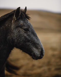 Close-up of a horse