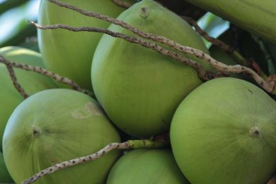 Close-up of oranges on tree