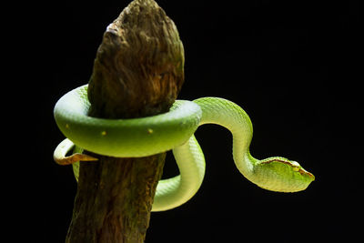 Close-up of snake against black background