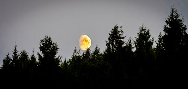 Low angle view of silhouette trees against sky at night