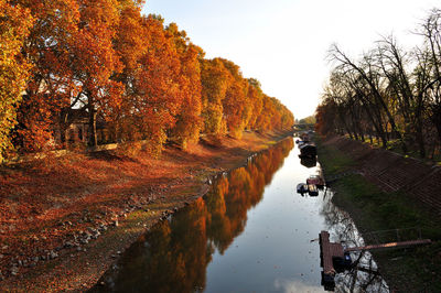 View of dog in canal during autumn