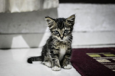 Portrait of kitten sitting on floor at home