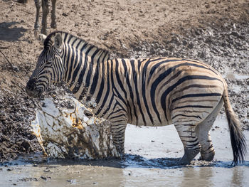 Zebra standing in water