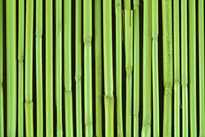 Full frame shot of bamboo green leaves