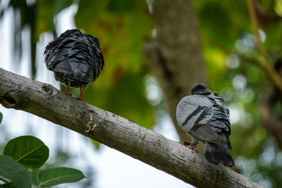 Low angle view of birds perching on tree