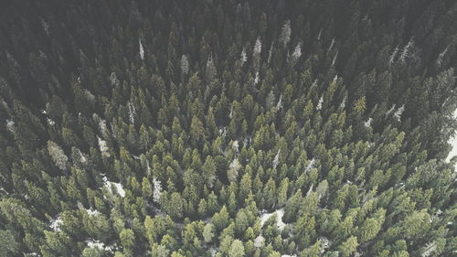 Full frame shot of pine trees in forest