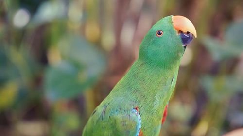 Close-up of a parrot