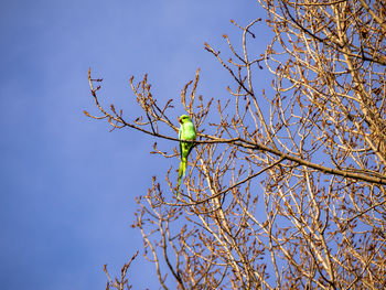 Low angle view of a bird perching on tree