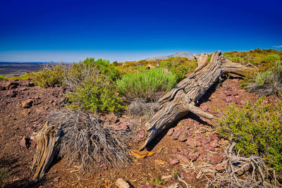 View of driftwood on field against clear blue sky