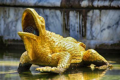 Close-up of yellow crocodile in water