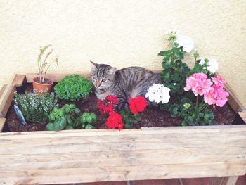 High angle view of cat resting in raised bed