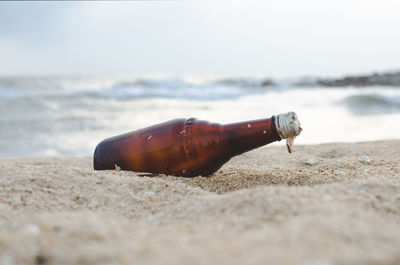 Close-up of shell on sand at beach against sky