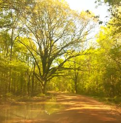 Road amidst trees in forest