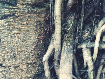 Full frame shot of tree trunk