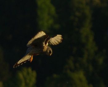 Close-up of eagle flying against blurred background