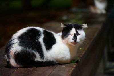 Close-up of a cat sitting on wood