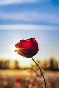 Close-up of red poppy flower on field