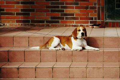 Dog looking away