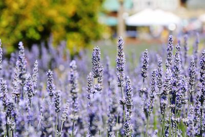 Close-up of purple flowering plants on field