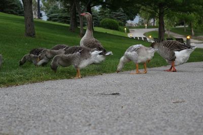 Birds on grass