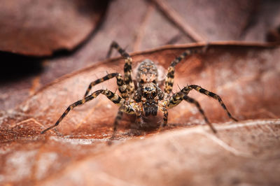 Close-up of spider