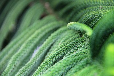 Close-up of green leaf