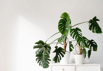 Close-up of plant against wall