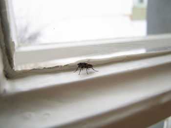 Close-up of spider on window