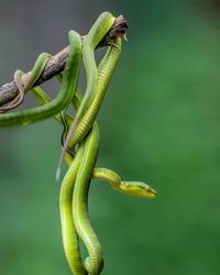 Close-up of snake