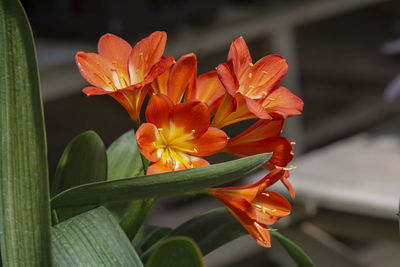 Close-up of orange flowering plant