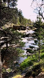 Scenic view of river in forest against sky